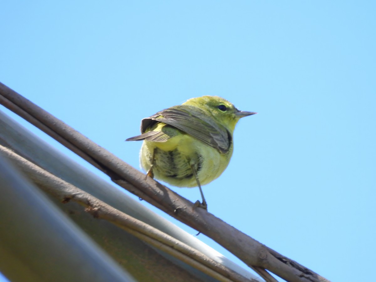 Orange-crowned Warbler - Zac Denning