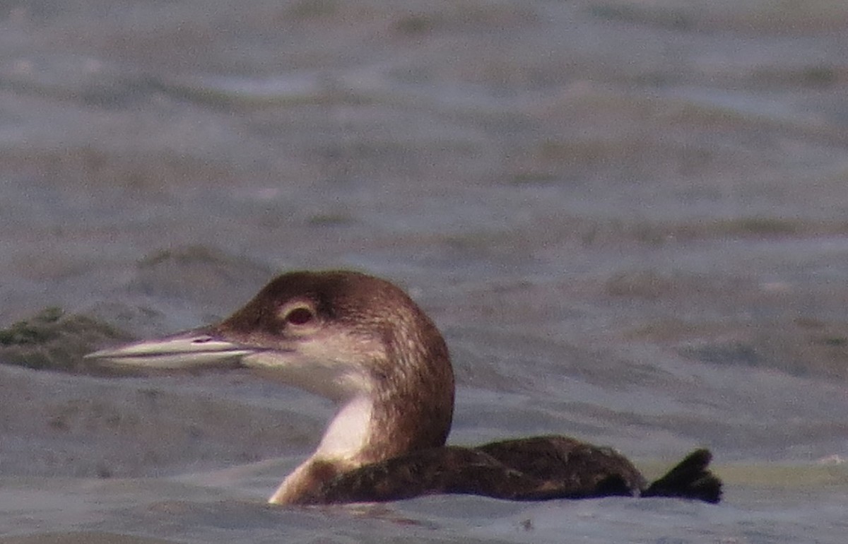 Common Loon - ML617807889