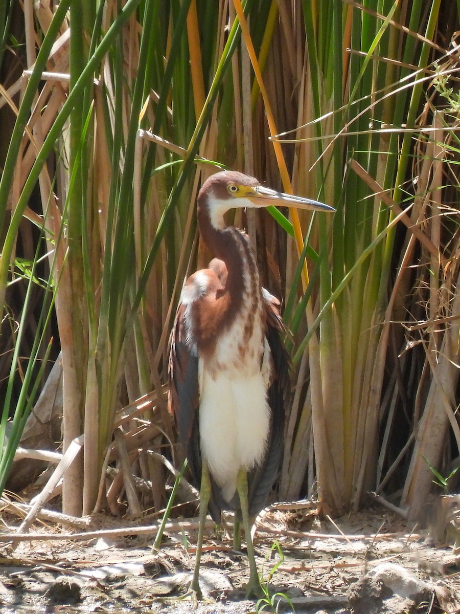 Tricolored Heron - ML617807901