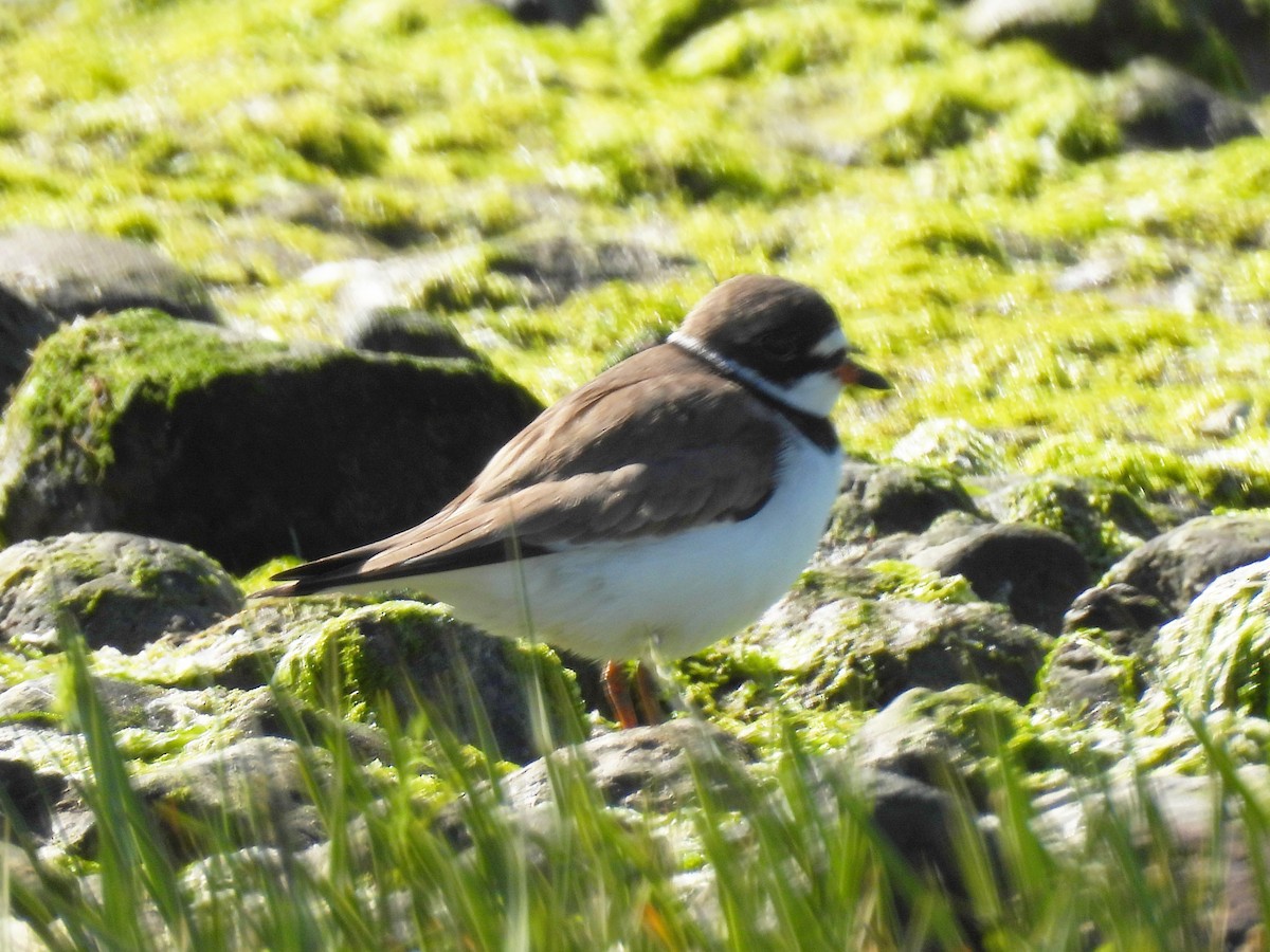 Semipalmated Plover - Zac Denning