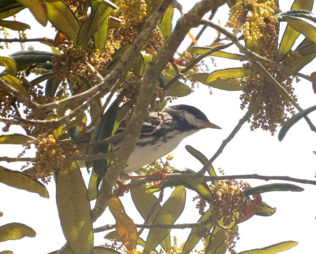 Blackpoll Warbler - ML617807922