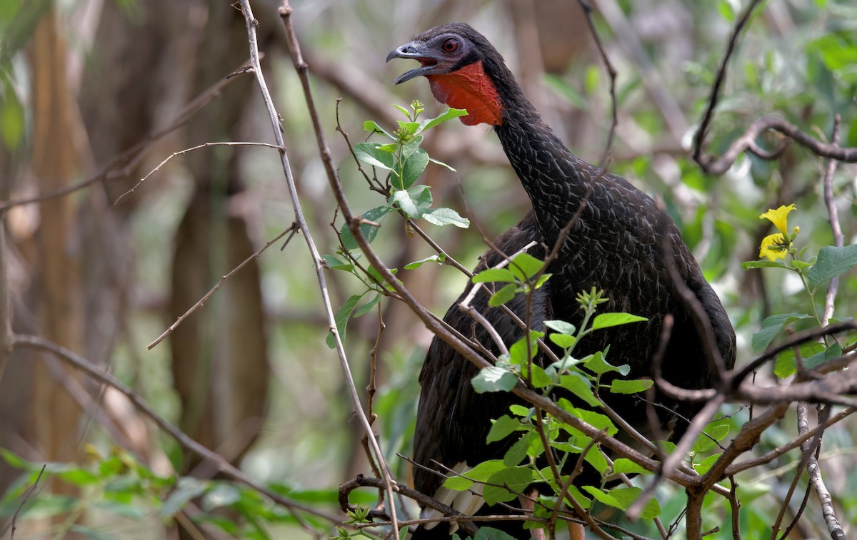 White-winged Guan - Ken Rosenberg