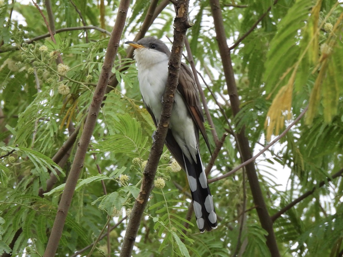 Yellow-billed Cuckoo - Bradley Evans