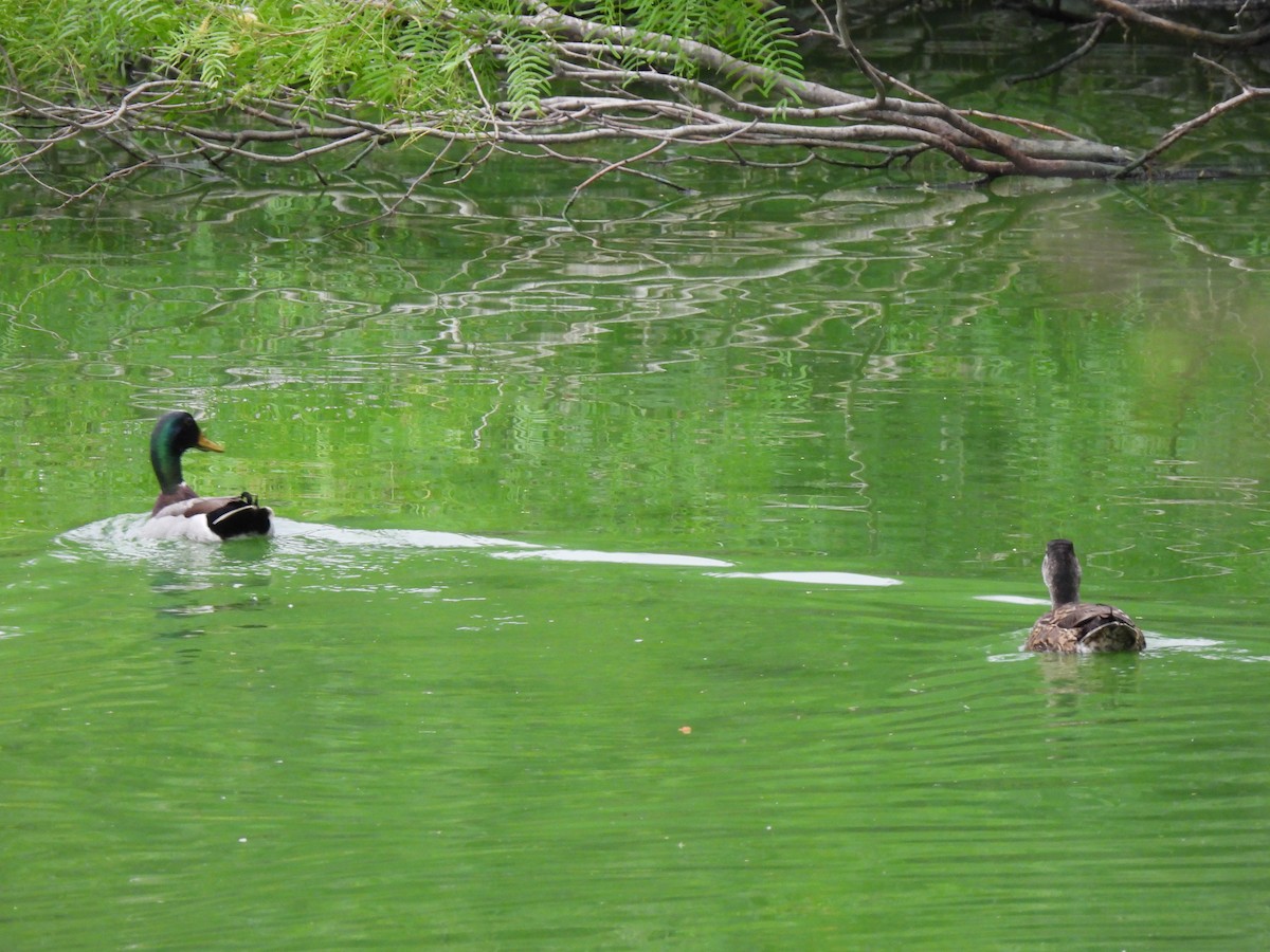 Canard colvert (forme domestique) - ML617807994