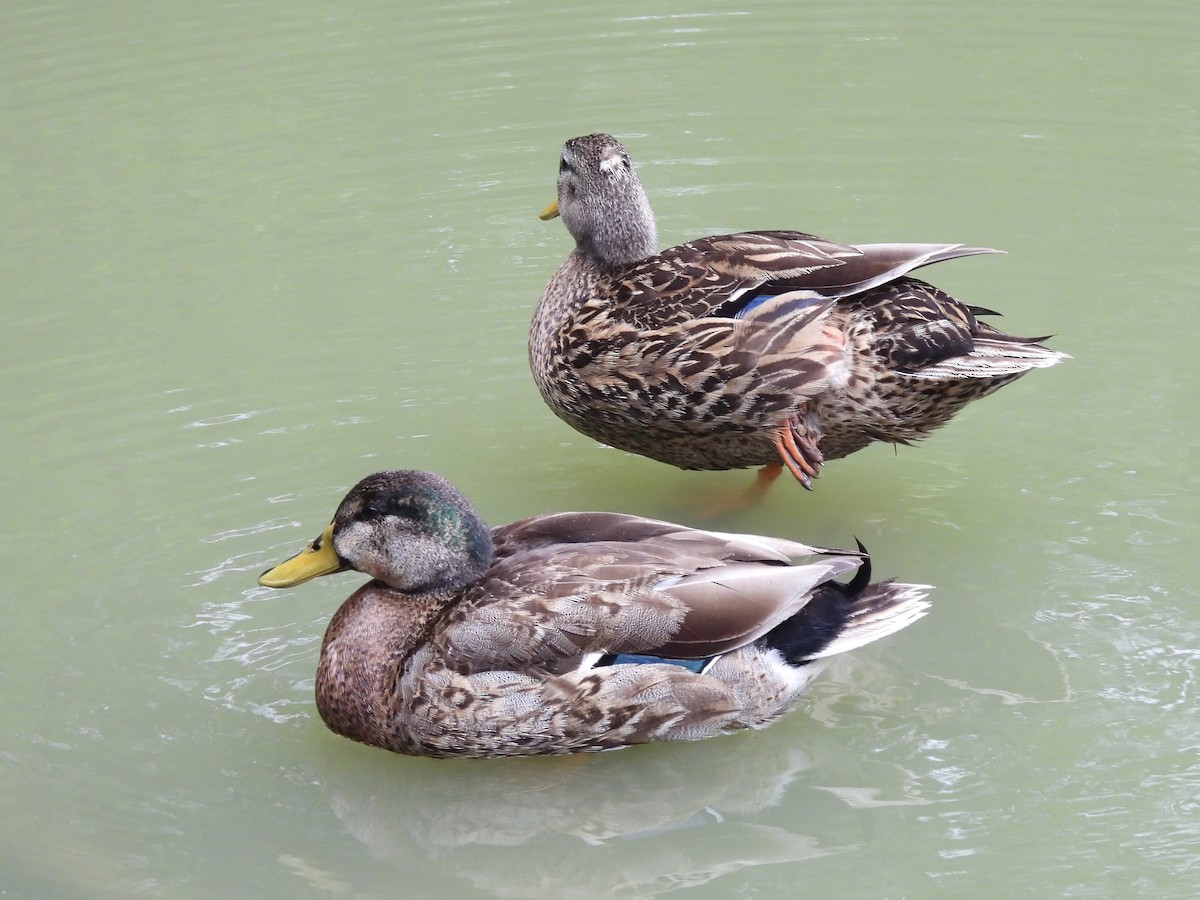 Mallard (Domestic type) - ML617808024