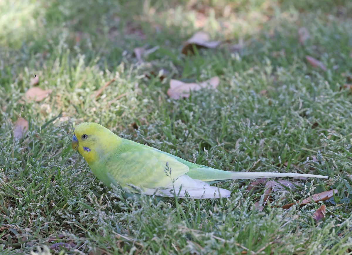 Budgerigar (Domestic type) - Dale Clark