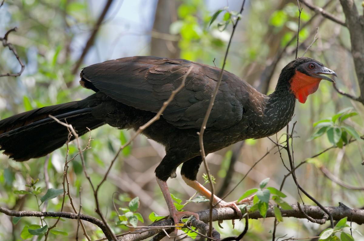 White-winged Guan - ML617808048