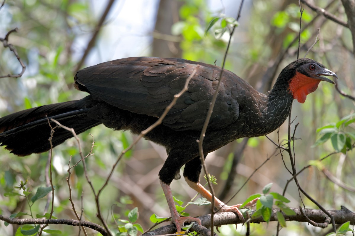 White-winged Guan - Ken Rosenberg