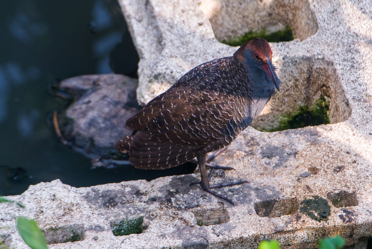 Slaty-breasted Rail - ML617808062