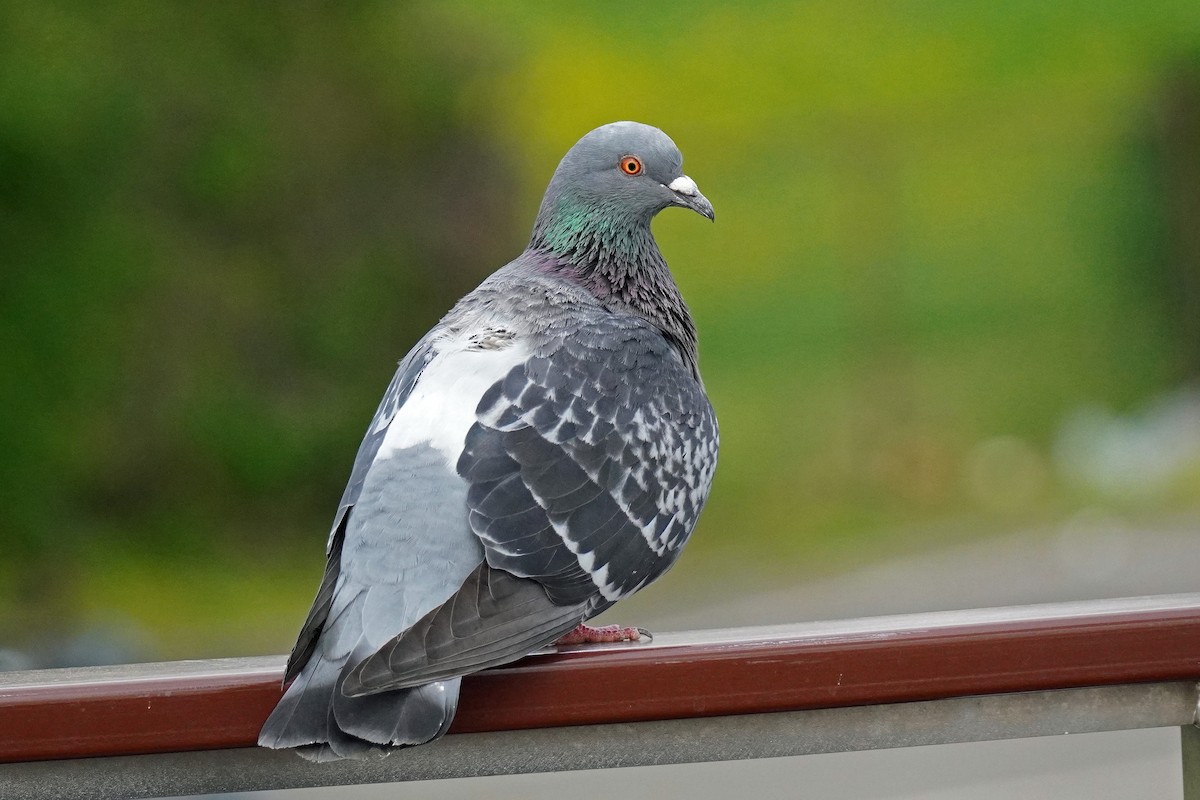 Rock Pigeon (Feral Pigeon) - ML617808075
