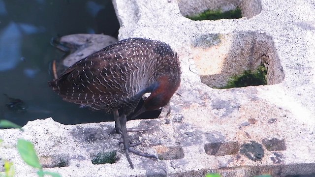 Slaty-breasted Rail - ML617808083