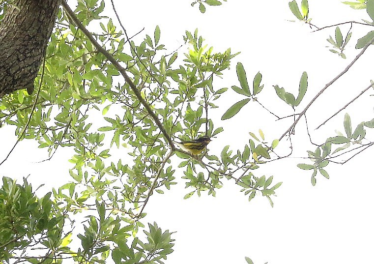 Magnolia Warbler - ML617808099