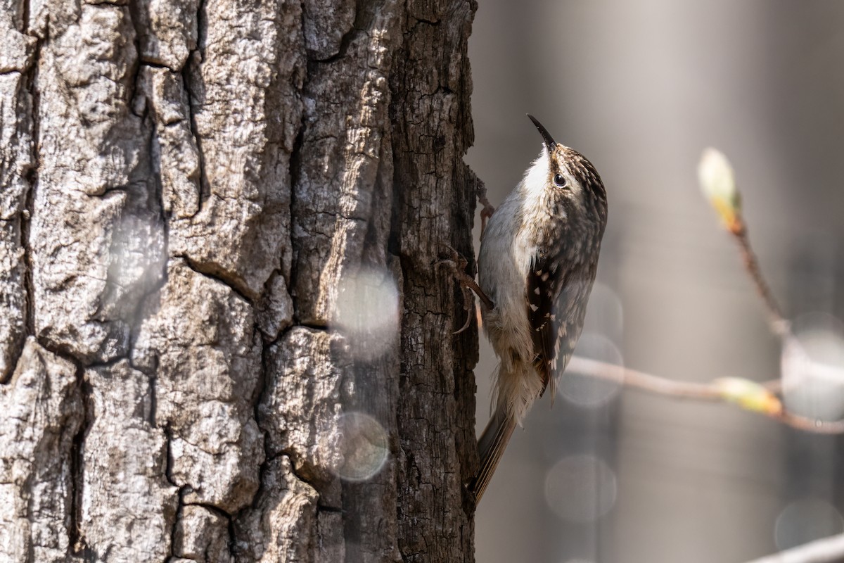 Brown Creeper - ML617808107