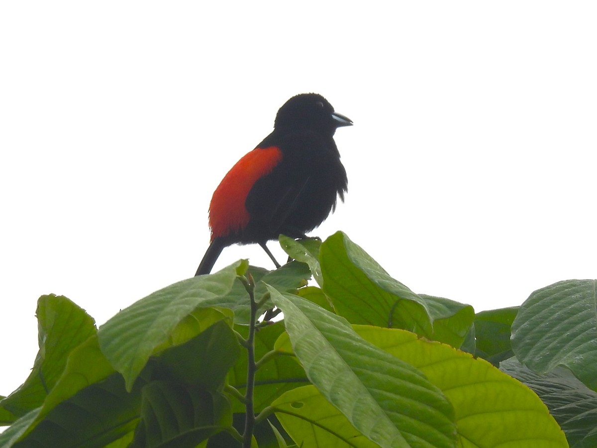 Scarlet-rumped Tanager (Passerini's) - Erik Bergman