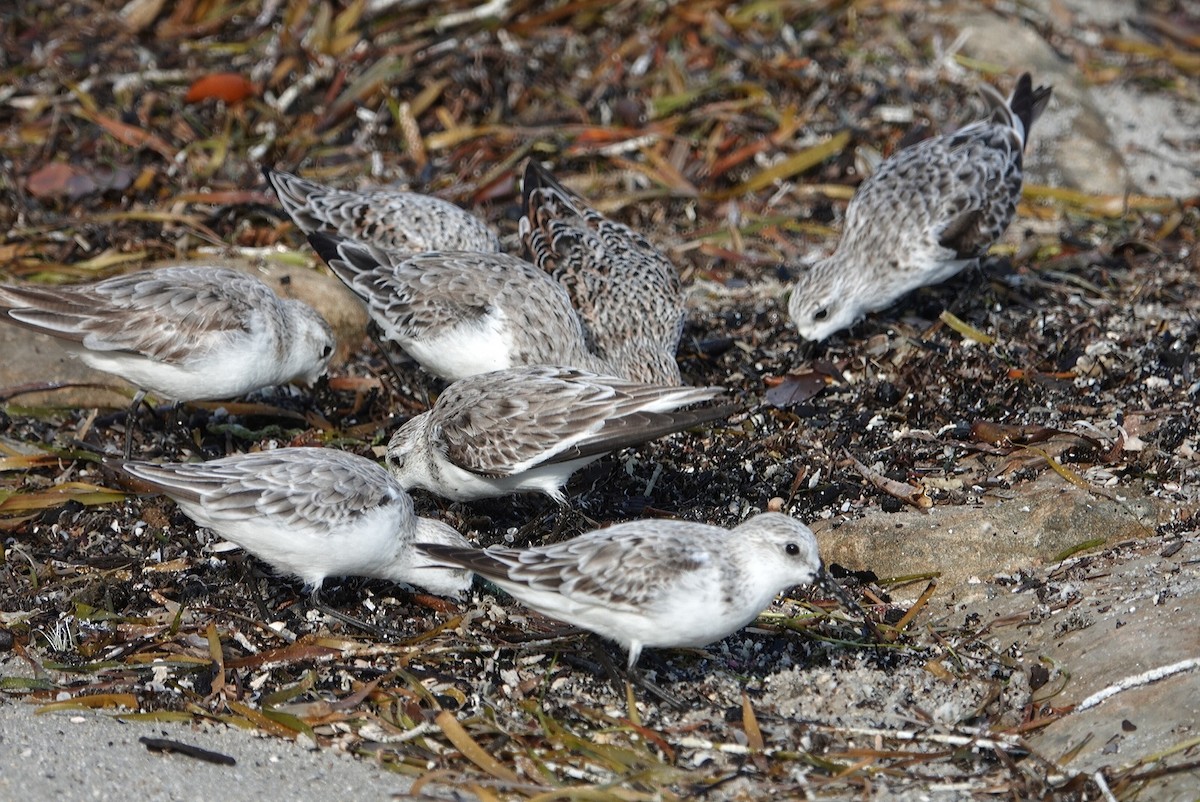 Sanderling - deborah grimes