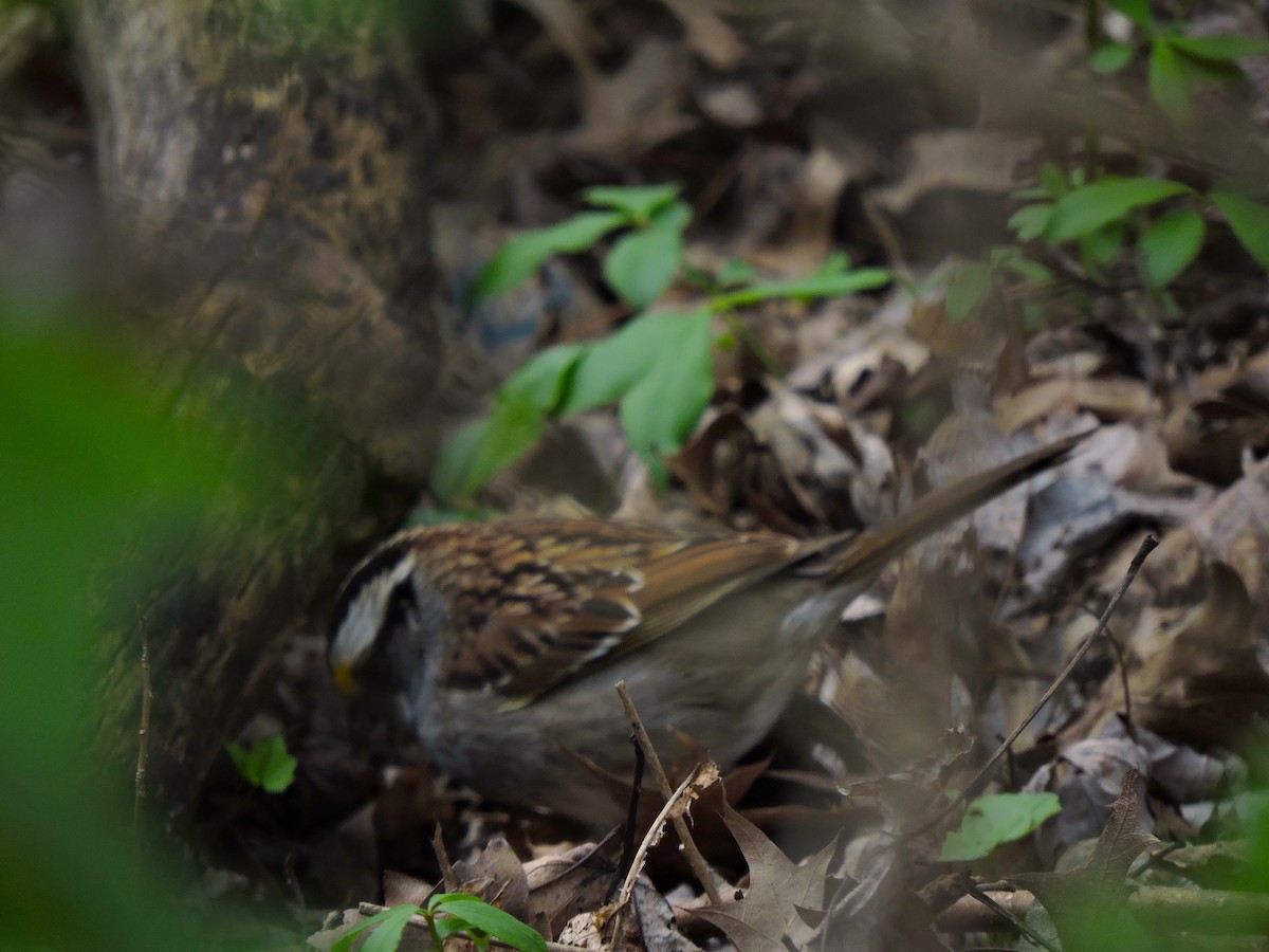 White-throated Sparrow - ML617808186