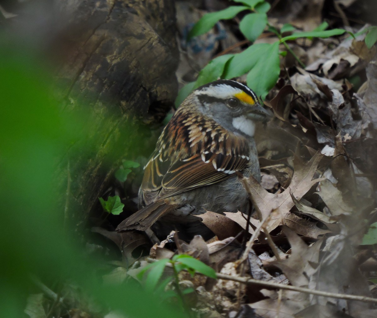 White-throated Sparrow - ML617808190