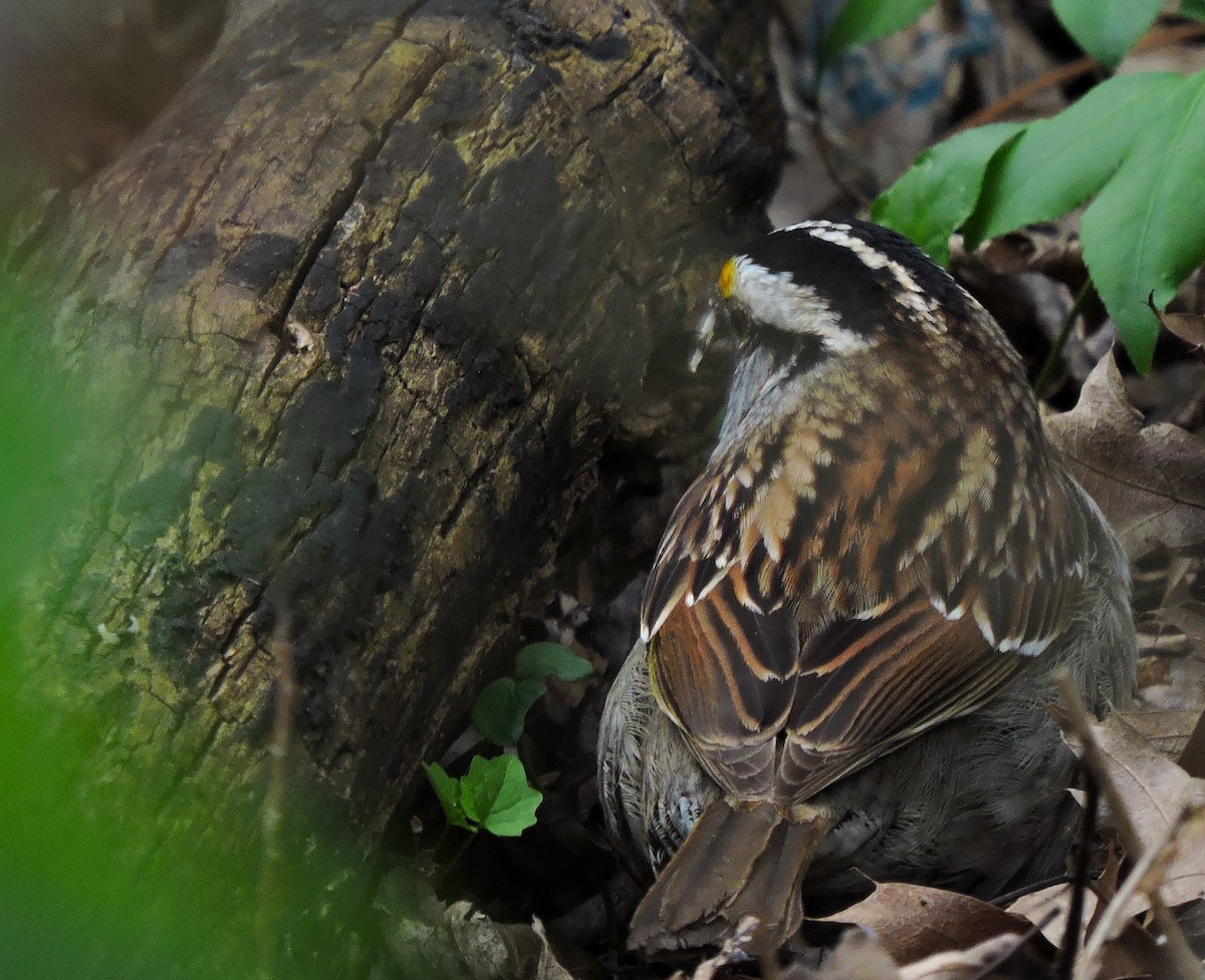 White-throated Sparrow - ML617808193