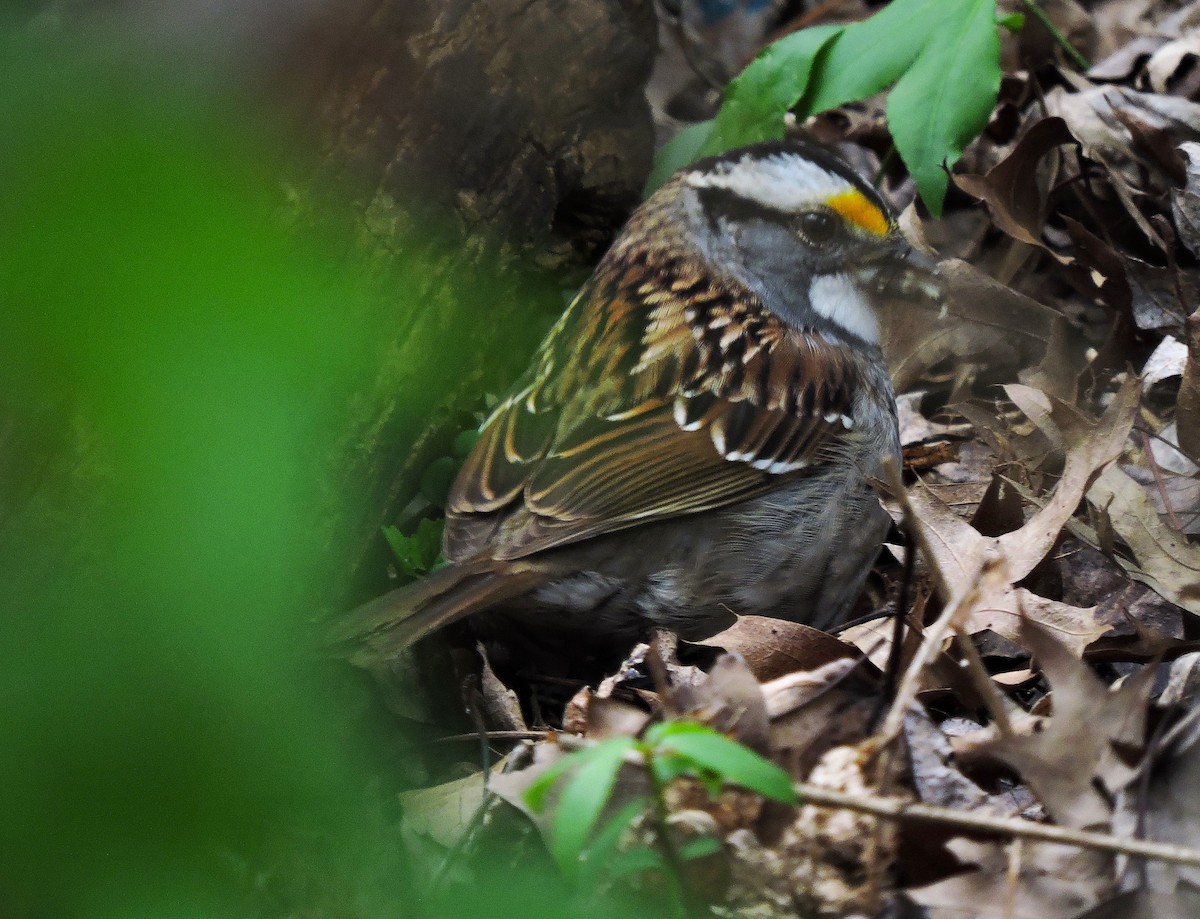 White-throated Sparrow - ML617808203