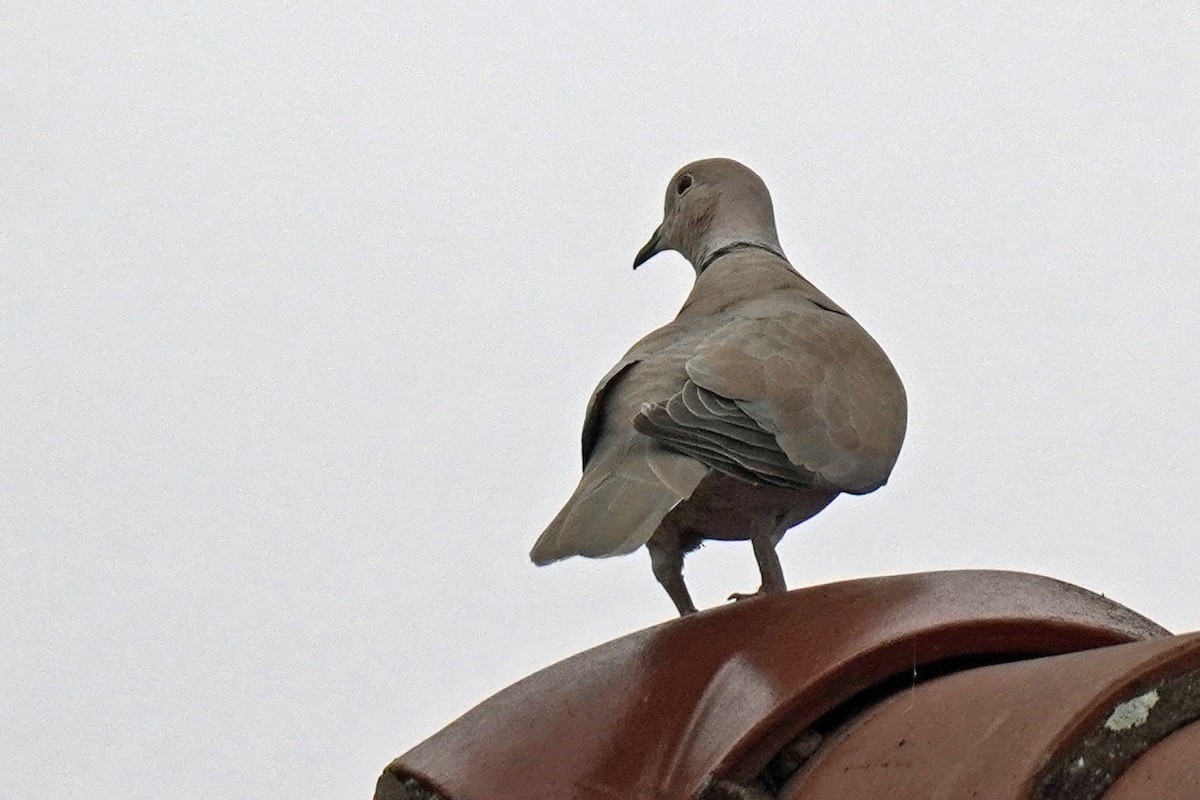 Eurasian Collared-Dove - ML617808246