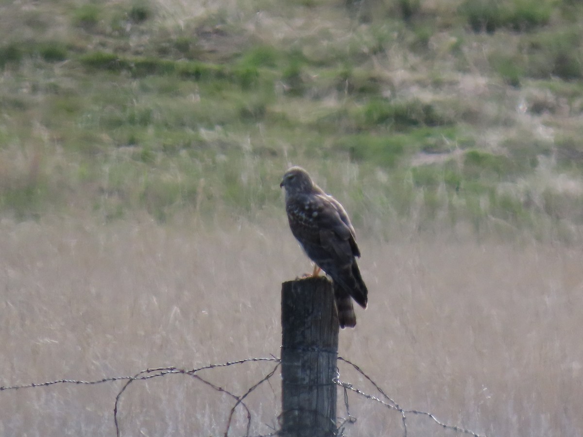 Northern Harrier - ML617808318