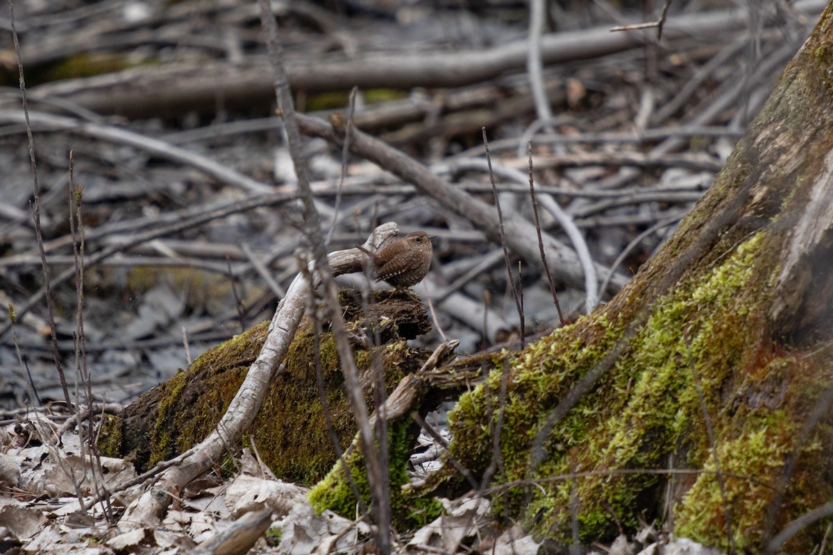 Winter Wren - ML617808321