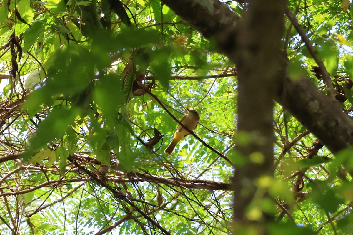 Fawn-breasted Whistler - 瑞珍 楊