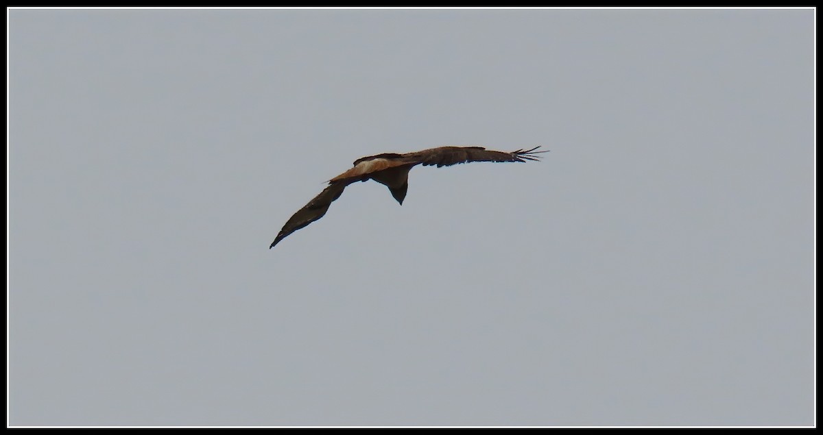 Red-tailed Hawk - ML617808397