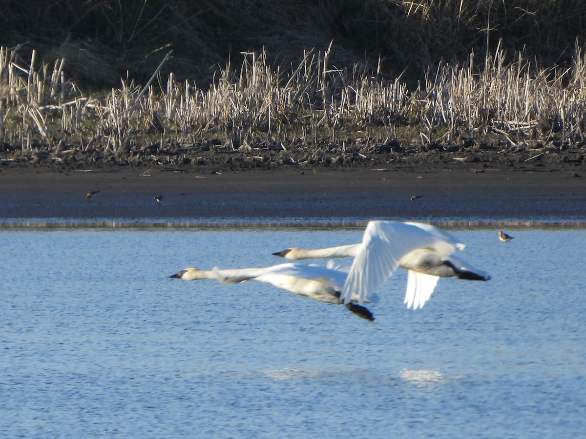 Trumpeter Swan - Tate Putman