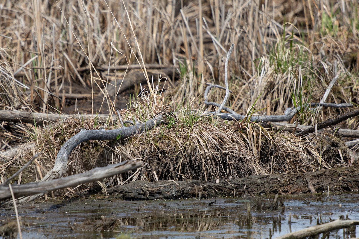 Wilson's Snipe - Michèle Delisle