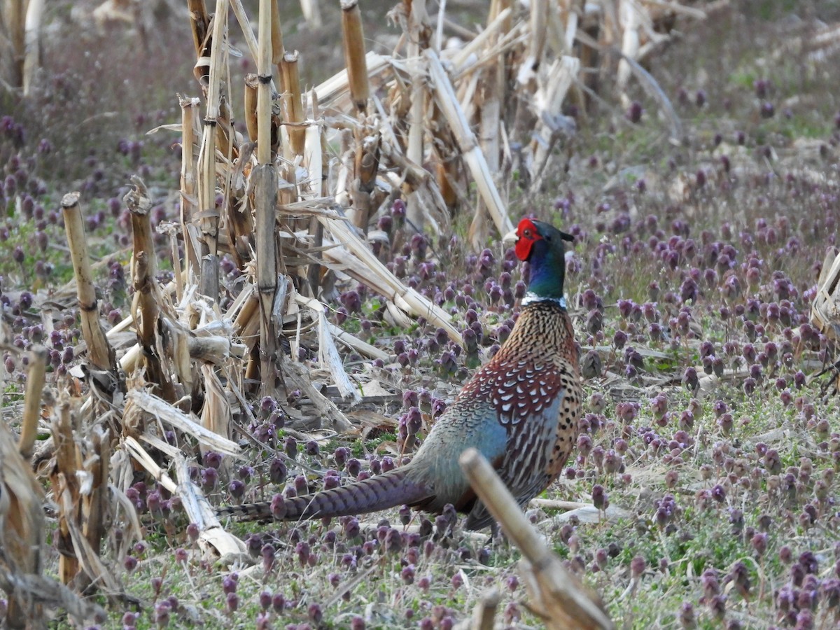 Ring-necked Pheasant - ML617808404