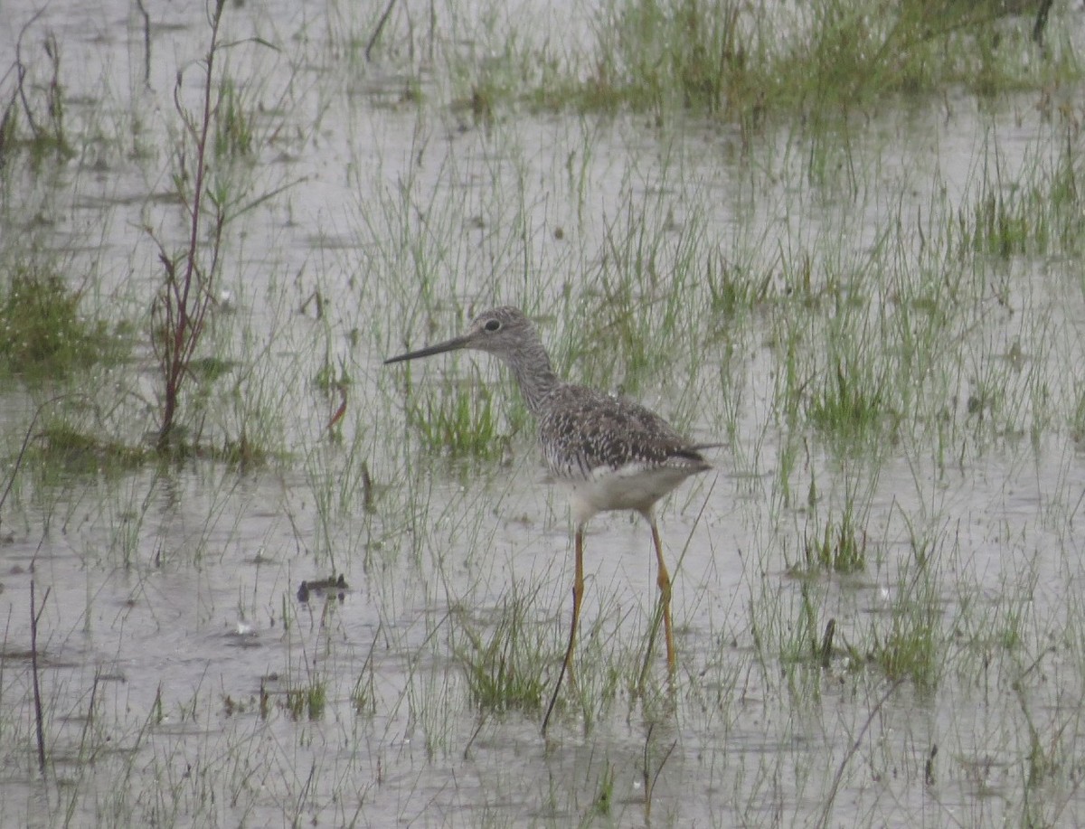 Greater Yellowlegs - ML617808412