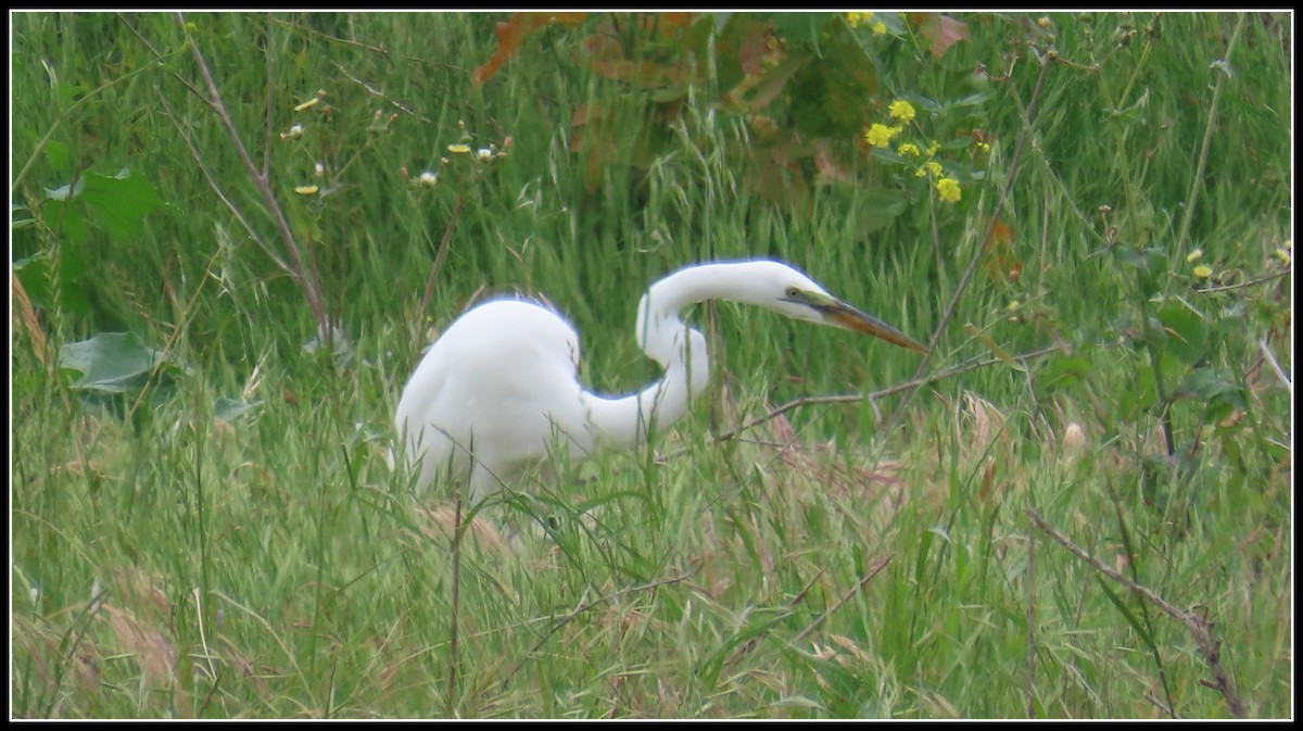 Grande Aigrette - ML617808416