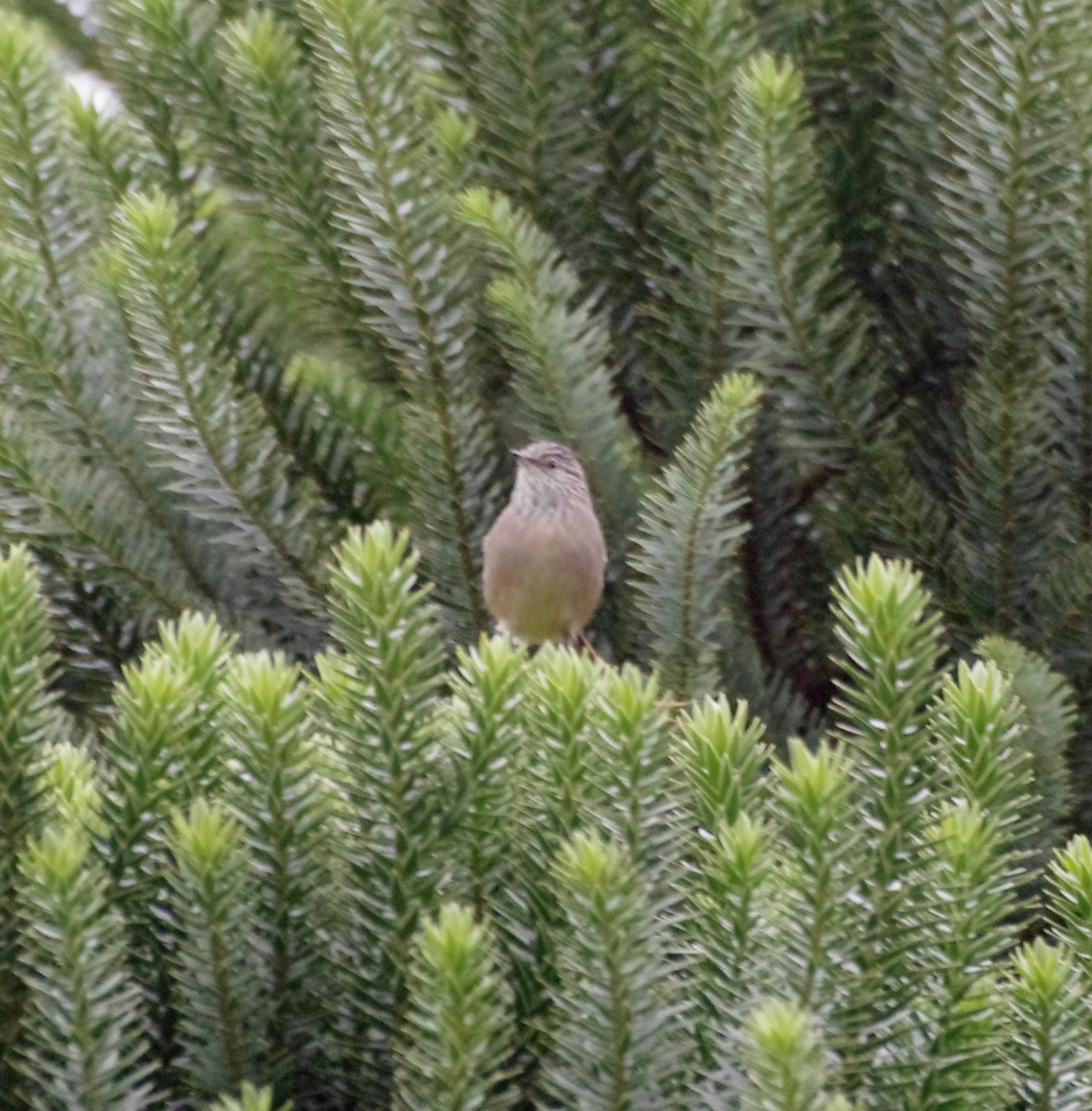 Araucaria Tit-Spinetail - ML617808427