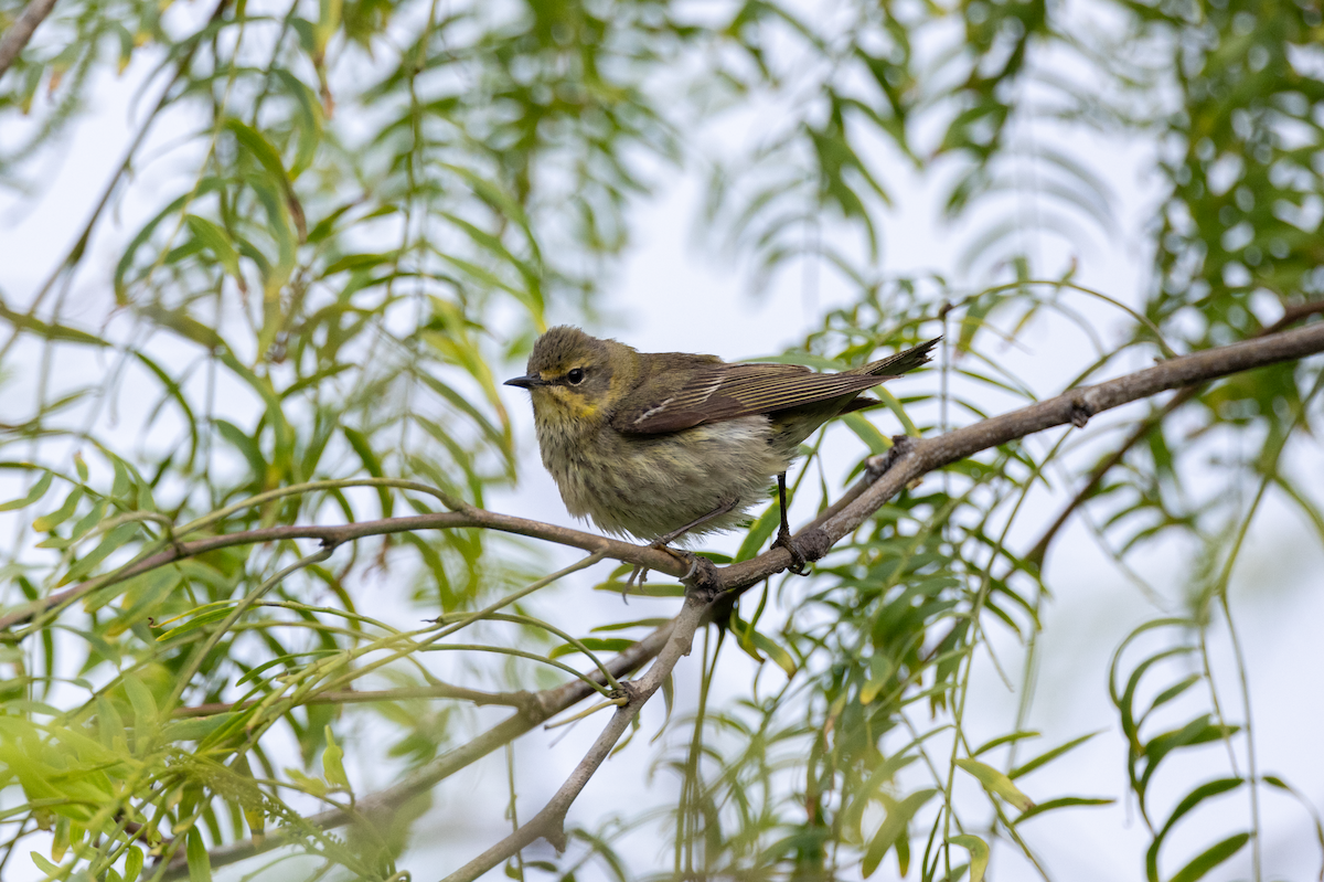 Cape May Warbler - ML617808445