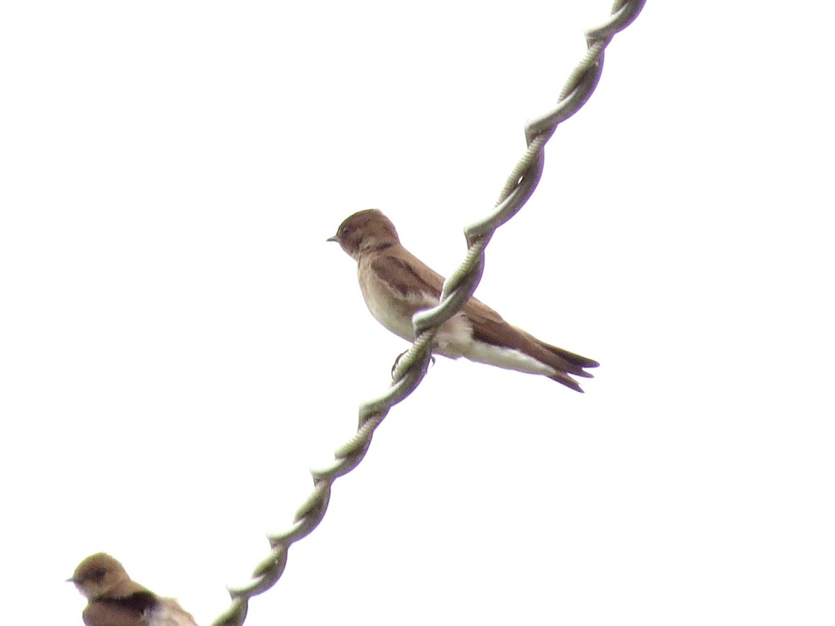 Northern Rough-winged Swallow - ML617808456