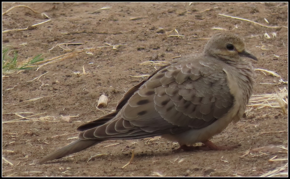 Mourning Dove - ML617808477