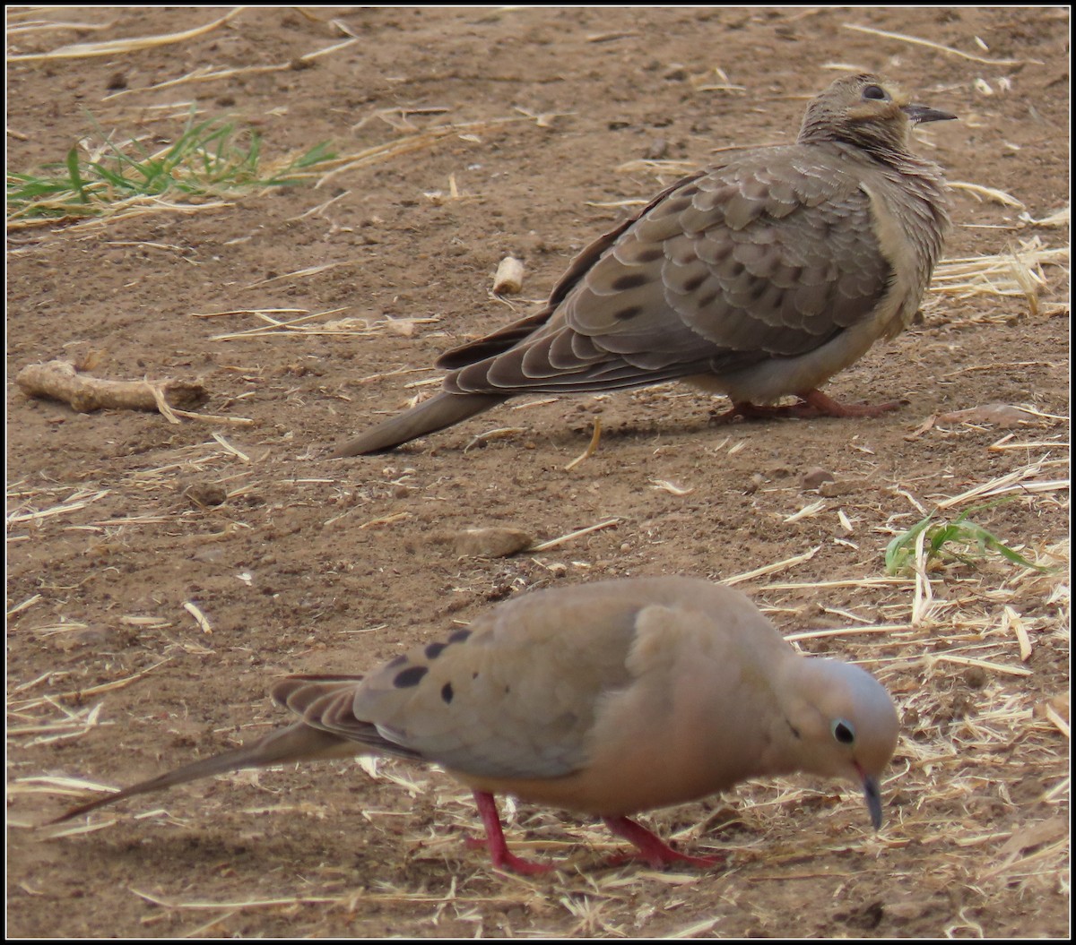 Mourning Dove - ML617808479