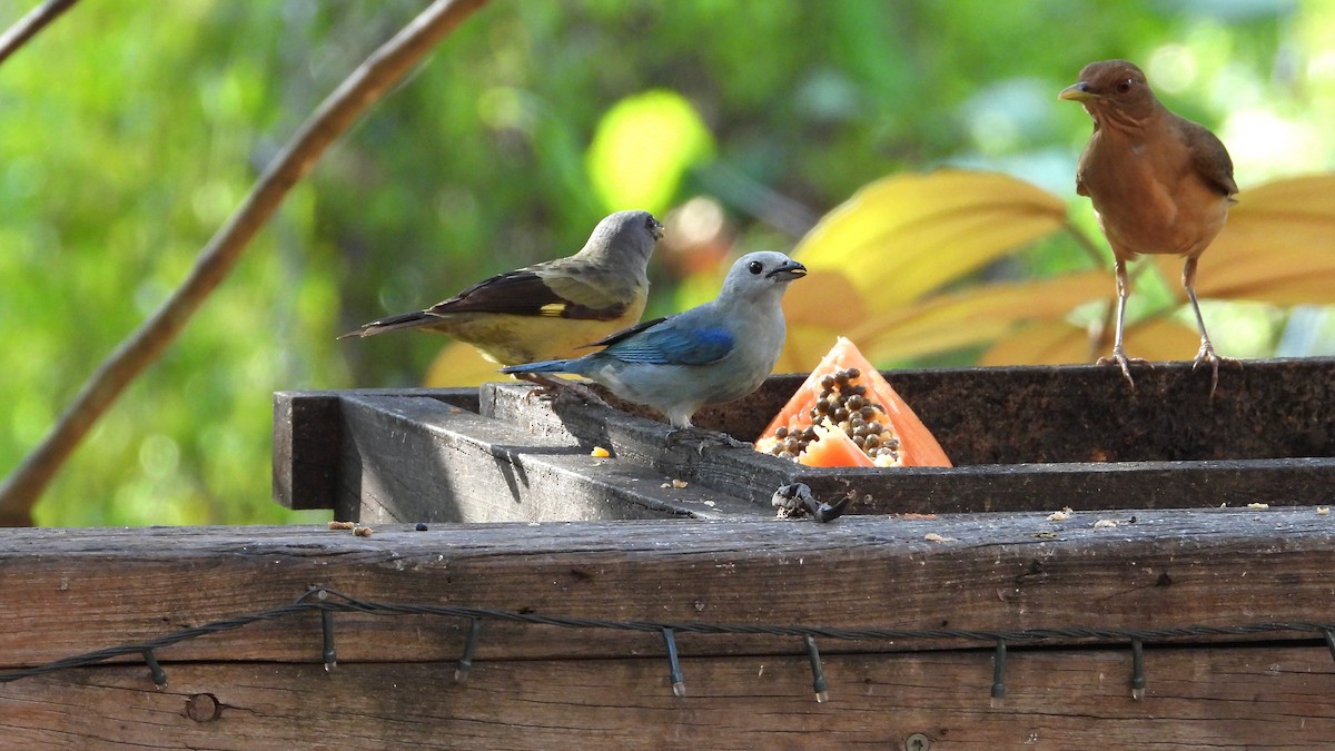 Blue-gray Tanager - ML617808516