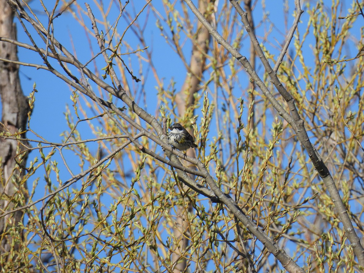 Yellow-rumped Warbler - ML617808566