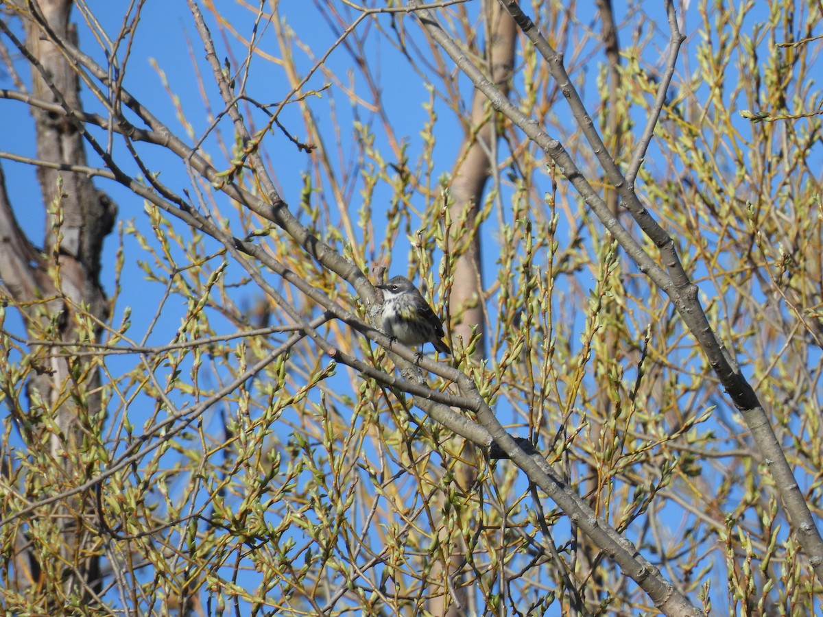 Yellow-rumped Warbler - ML617808567