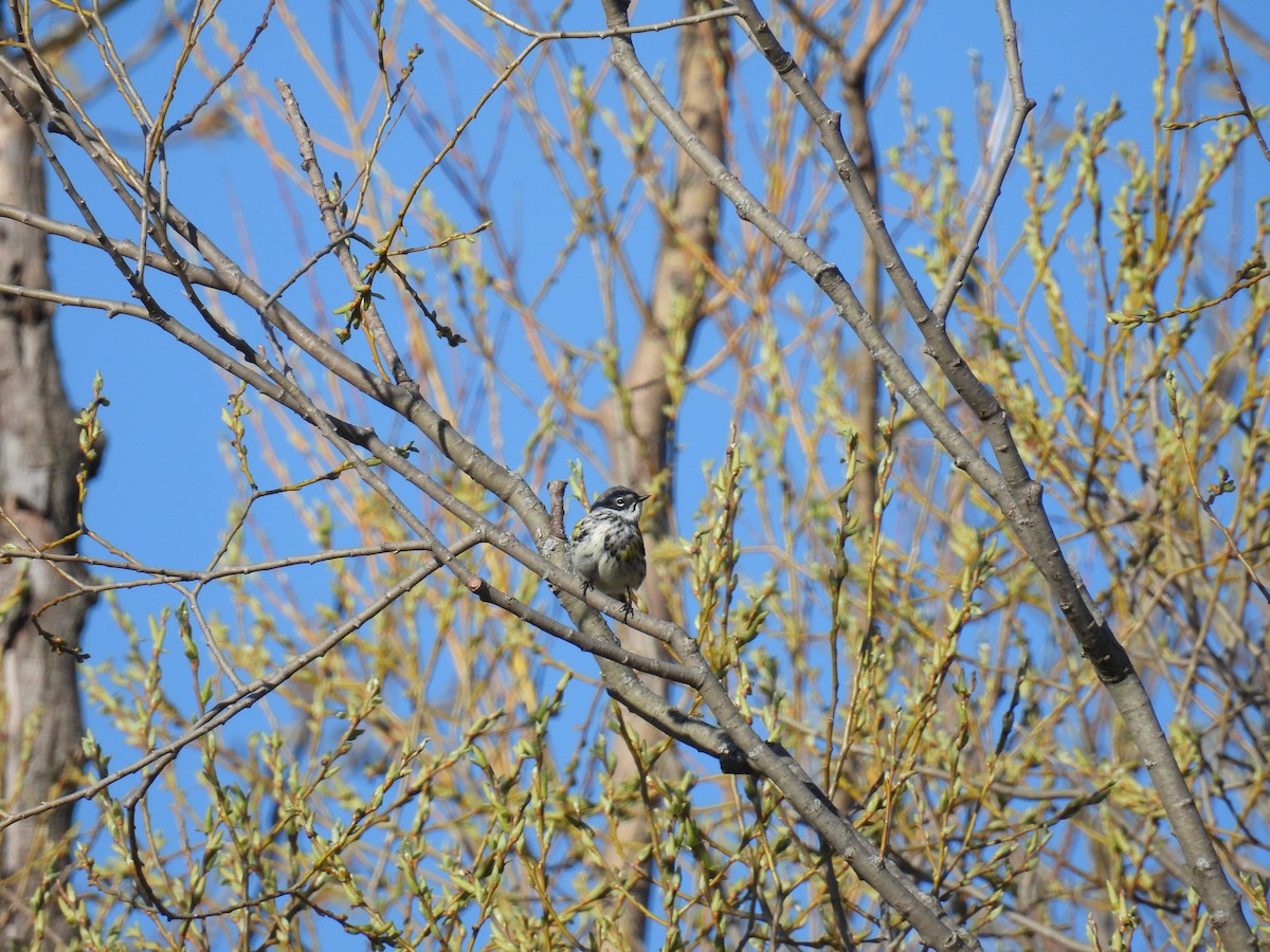 Yellow-rumped Warbler - ML617808568