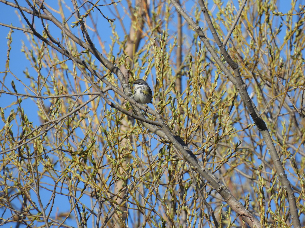 Yellow-rumped Warbler - ML617808569