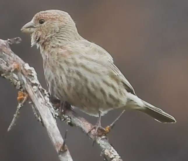 ub. fink (Fringillidae sp.) - ML617808579