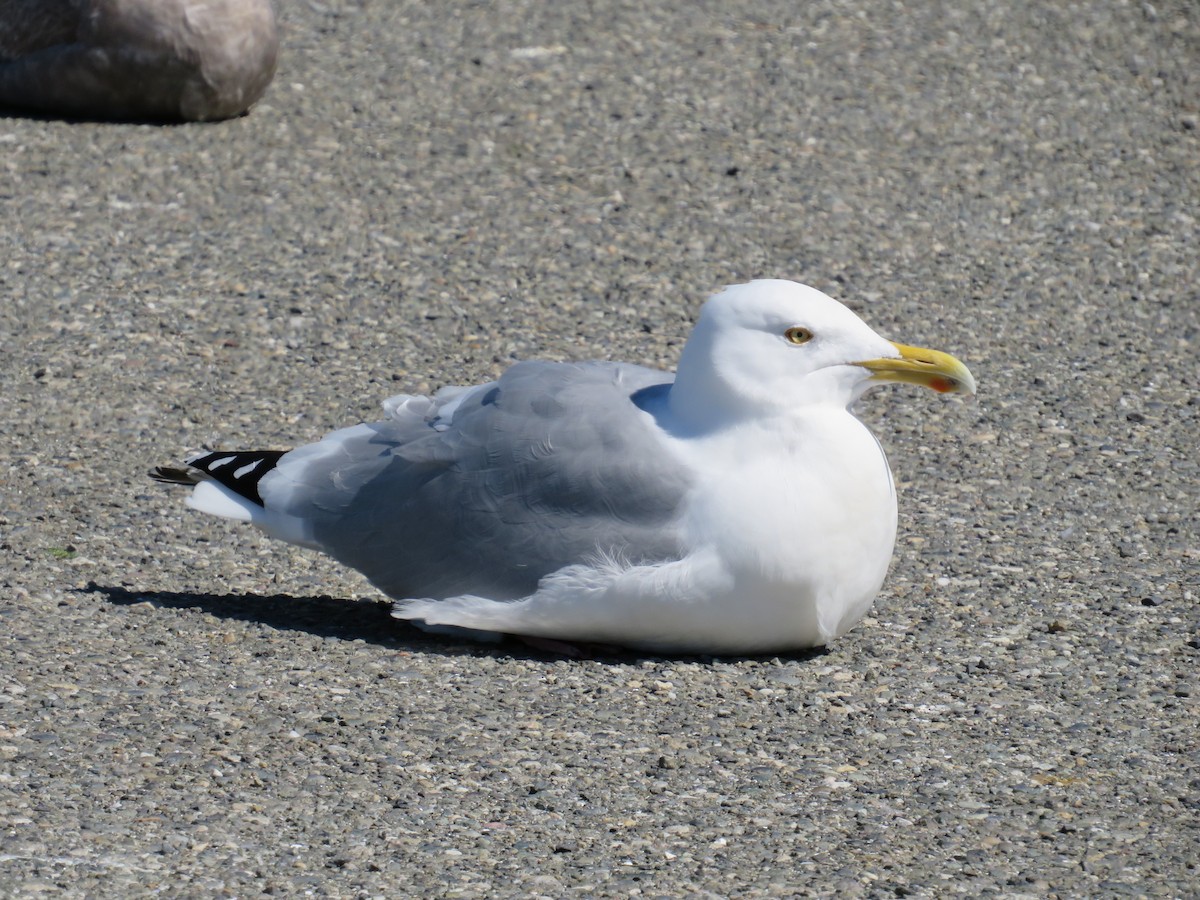 Herring Gull - ML617808619