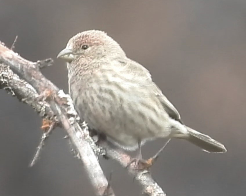 Fringillidae sp. - ML617808626