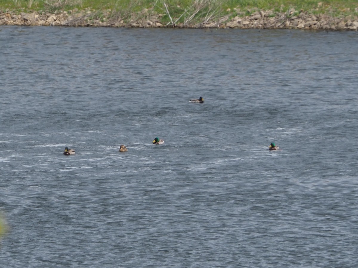 Canard colvert - ML617808639