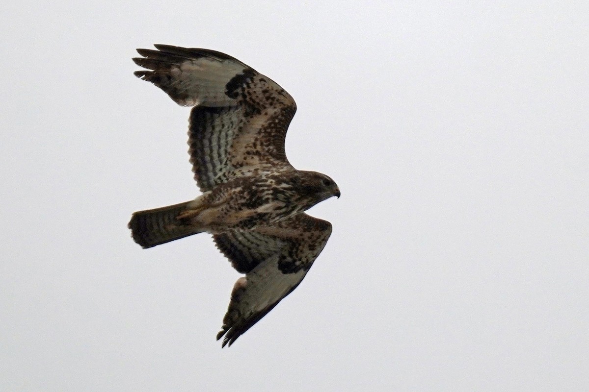 Common Buzzard - Susan Iannucci