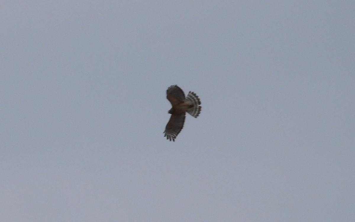 Red-shouldered Hawk - Jean W. Côté