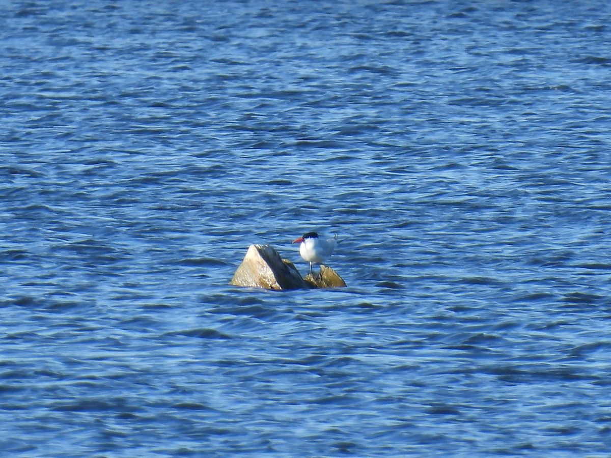 Caspian Tern - ML617808749